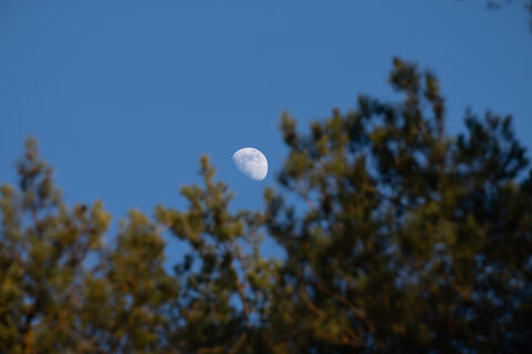 Городовой ру