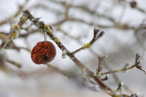 В марте яблоне – обязательно: как перехватить инициативу у парши – упреждающий удар по заветам экспертов