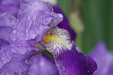 Ирисам в апреле - обязательно: 1 ст. ложка на ведро воды - и цветы будут размером с голову, один бутон краше другого