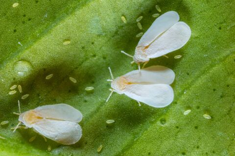 Домашний цветок облепили мотыльки? Промойте его этим – и белокрылок след простынет: проверенный рецепт за 0 рублей