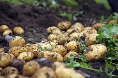 Ленивый способ посадки картофеля – без перекопки, окучивания и прополки