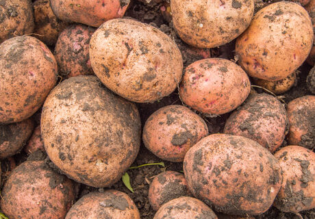 Не картофель, а золотая жила: собираем по 500 кг с 1 сотки даже на Севере – клубни крупные, вкусные, лежкость 10 из 10    