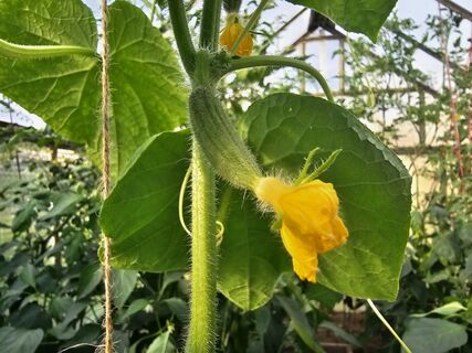 Из 100 сортов в сезоне 2026 выбираю 1 – и собираю по 24 кг/м² с куста: зеленцы – просто загляденье