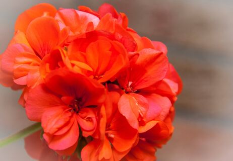 Для герани в апреле - важнее воздуха: 2 компонента в воду - и цветение продлится вечность, бутоны размером с ладонь