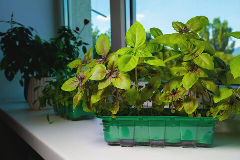 Огород на подоконнике – вот что вырастить в квартире новичку: успех гарантирован