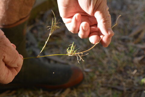 Чем болеет ваша почва – расскажут сорняки: когда пырей, клевер и подорожник – лучшие друзья