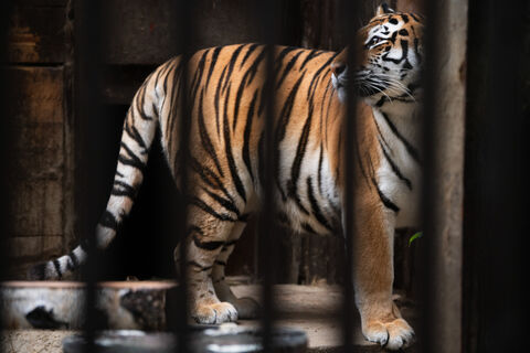 Прощание с Амадеем: любимый тигр Лензоопарка ушёл в 16 лет