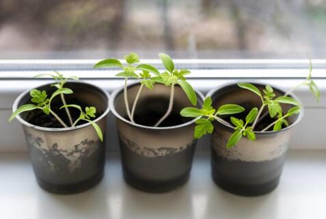 После пикировки рассаде – обязательно: 1 л под корень, и вместо щуплых ростков – исполинские сеянцы