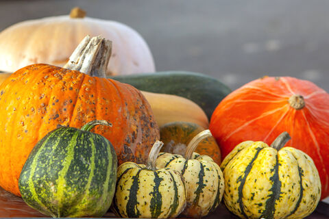 Когда и как сажать кабачки и тыкву в 2026 году – благоприятные дни по Лунному календарю 