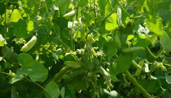 Посадил и забыл: как вырастить горох с максимальным урожаем без лишних хлопот