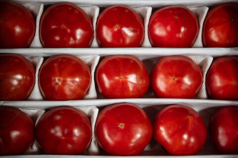 помидоры помидоры