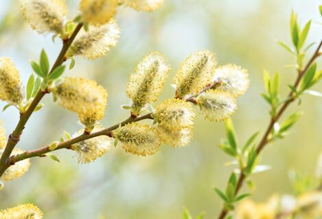 Народные приметы на 25 марта - Феофанов день: на ненастное лето укажут 3 признака