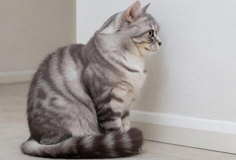 Почему кошка смотрит в стену: Мистика или наука - учёные наконец дали ответ