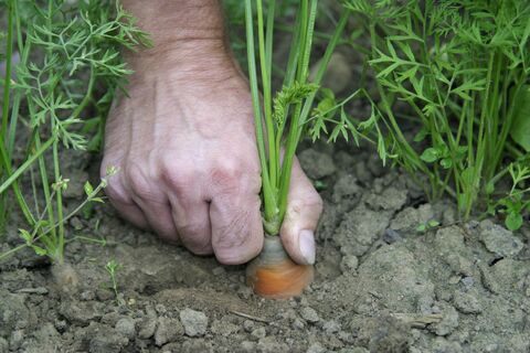Беру чай и готовлю грядку: морковь крупная, ровная, одна к одной — и прореживать не надо