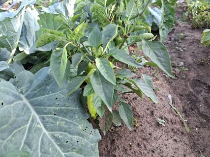 Если перец не растет - обязательно: 10 капель в ведро - и через неделю рассаду не узнать