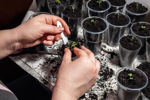 Природная подкормка спасет даже гиблую рассаду: 10 г порошка — и стебель стал толще пальца