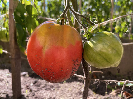 Не томат, а настоящий гигант на ветке: собираю по 12 кг с куста, а на вкус - слаще сахарной ваты