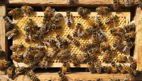 Как безопасно поймать пчелиный рой: 5 важных хитростей, советы эксперта - справится каждый 