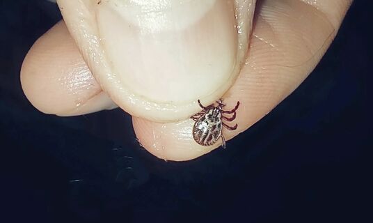 От весенних клещей - мощнее любого спрея: 3 пшика на кожу - и кровососы не приблизятся, хоть детям, хоть животным 