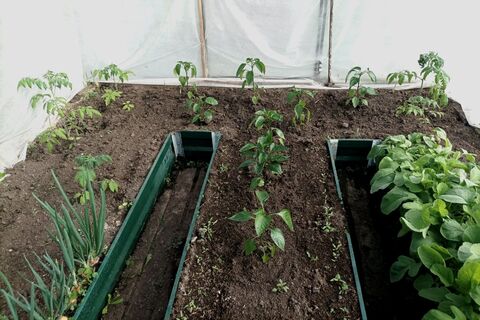 Подсыпаю в теплицу весной — от урожая отбоя нет: четкий список "полезностей" для почвы — выбор деда Егора