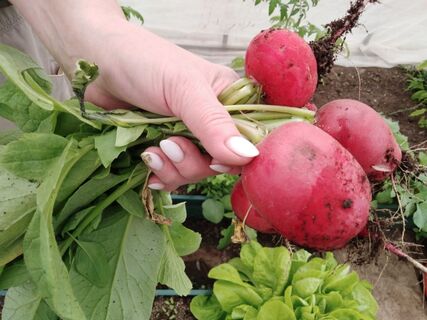 Редис растет слаще яблока и крупнее картошки: главные тонкости посадки от опытного дачника