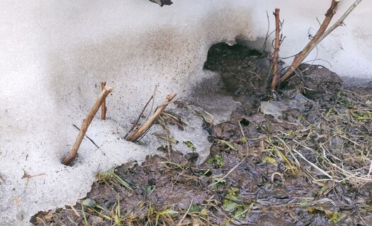 Малине после схода снега - первым делом: 30 г в ведро - и под корень: с каждого куста соберете по 3 кг ягод 