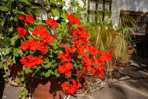 С конца февраля начинаю превращать чахлую герань в «пышный шар»: 4 шага к мощному цветению