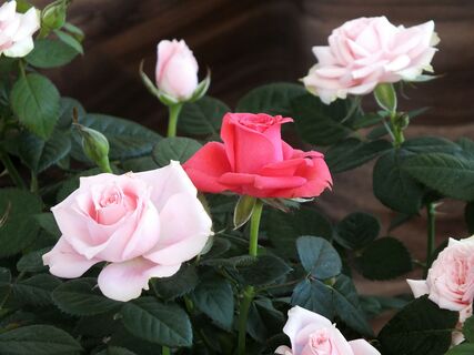 домашние цветы