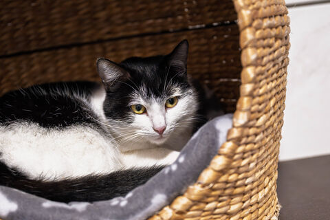 Почему кошкам нравятся коробки и пакеты: Ответ оказался прост - а вы не знали