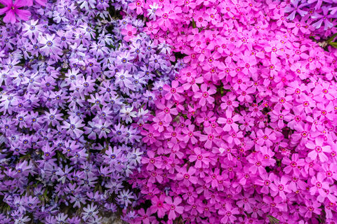 Всего 1 подкормка - и флоксы затмят своим цветением даже розы: пора вносить уже в апреле