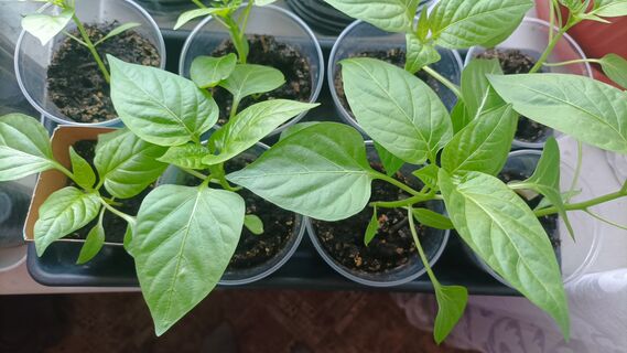 Воскресил полуживую рассаду за 1 день: добавил сладость из банки — стебельки воспряли духом, кабанеют на глазах