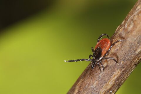 После снежной зимы клещей особенно много: 5 растений защитят от скопищ кровососов — паразиты не подползут 