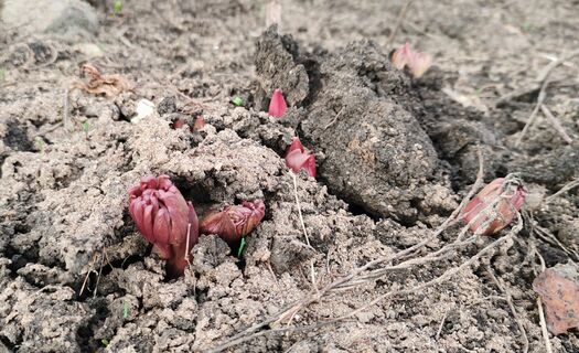 При появлении красных побегов пионам – обязательно: бросаю в воду 500 г – и цветов как песчинок на берегу моря 