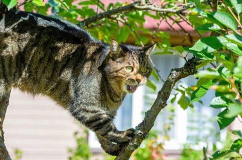 Мурзик, брысь: эти 10 способов сберегли мои нервы – отучила котов гадить на грядках раз и навсегда