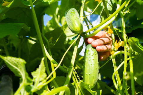Огурцы на даче давно не сажаю: Ращу их дома - и гребу сочные сладкие зеленцы