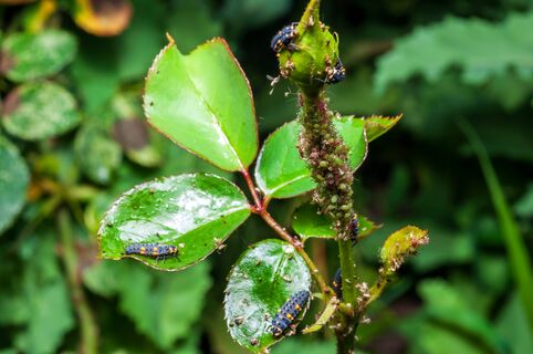 Тля ссыплется с кустов дождём: 4 средства от садового вредителя - "спецы" рекомендуют