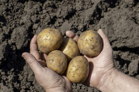 Сажаем картошку в день Бориса и Глеба Сеятелей – собираем царский урожай: 5 народных примет