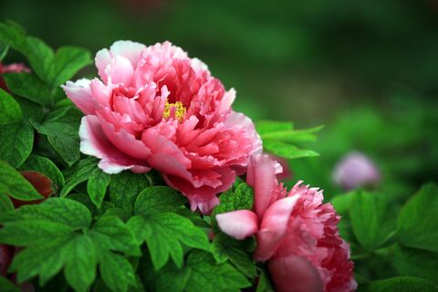 3 подкормки в мае - и пионы цветут без остановки: каждый бутон размером с облако, розы просто "отдыхают"