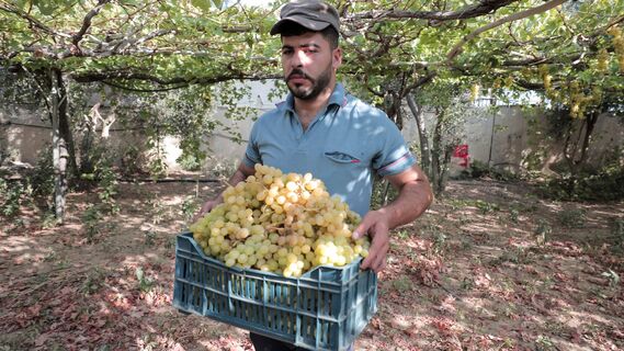 Урожай с дачи можно продать 