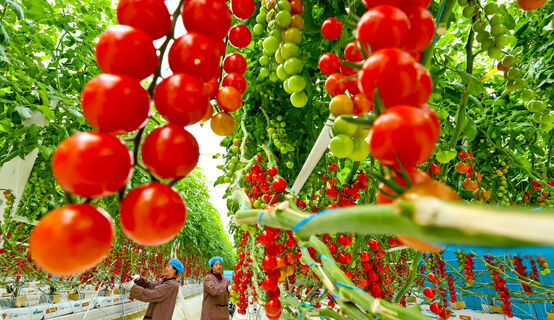 Не гибрид, а томатная плантация: шпарит помидоры как угорелый даже в холода – урожай собираем бочками 