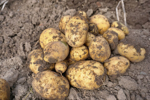 Лучше не найти: почему в Беларуси настолько вкусный картофель - дело не только в сортах