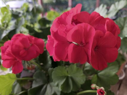 Ленивая герань будет в восторге: для безостановочной бутонизации используйте овощной настой — эффект "пушка"