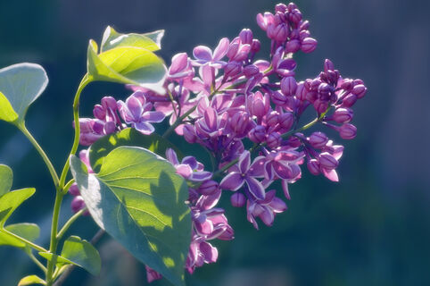 Народные приметы на майские праздники - что укажет на засушливое лето: точность выше, чем от синоптиков