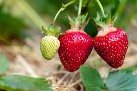 Всего 2 порошка весной - и клубника под надежной защитой: долгоносики и слизни точно не сунутся - без вреда для урожая