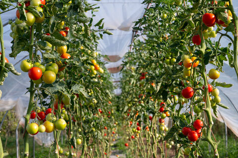 Не сорт, а урожайная база в теплице: идеален для консервирования и не болеет - по 130 плодов с куста