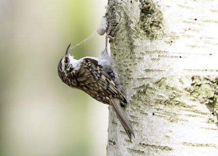 Народные приметы погоды на 24 марта: Ефим подскажет, каким будет лето  
