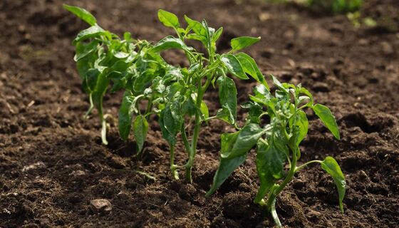 Перец не прощает этих ошибок: семь причин, почему у вас слабая рассада