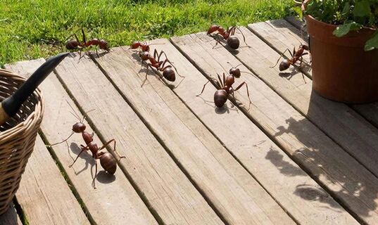 Сварила яйца и раскидала по даче: Муравьев как ветром сдуло - И тлю с собой унесли