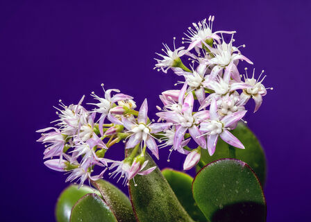 1 г в воду – и толстянку не узнать: сидит по белым облаком цветов – штампует сочные листья без передышки