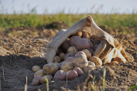 Своя картошка уже в июне: растим дома прямо в мешках - подробная агротехника